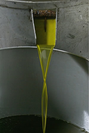 Portugese olive oil