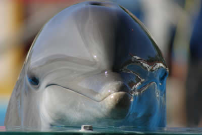 Lisbon Zoo dolphin