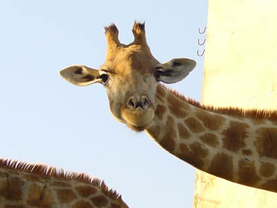 Lisbon Zoo giraffe