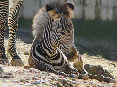 Lisbon Zoo baby zebra